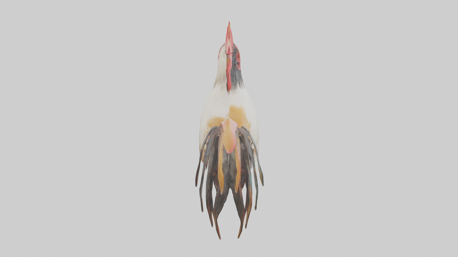 Rooster Comb Model Low-poly 3D model_15