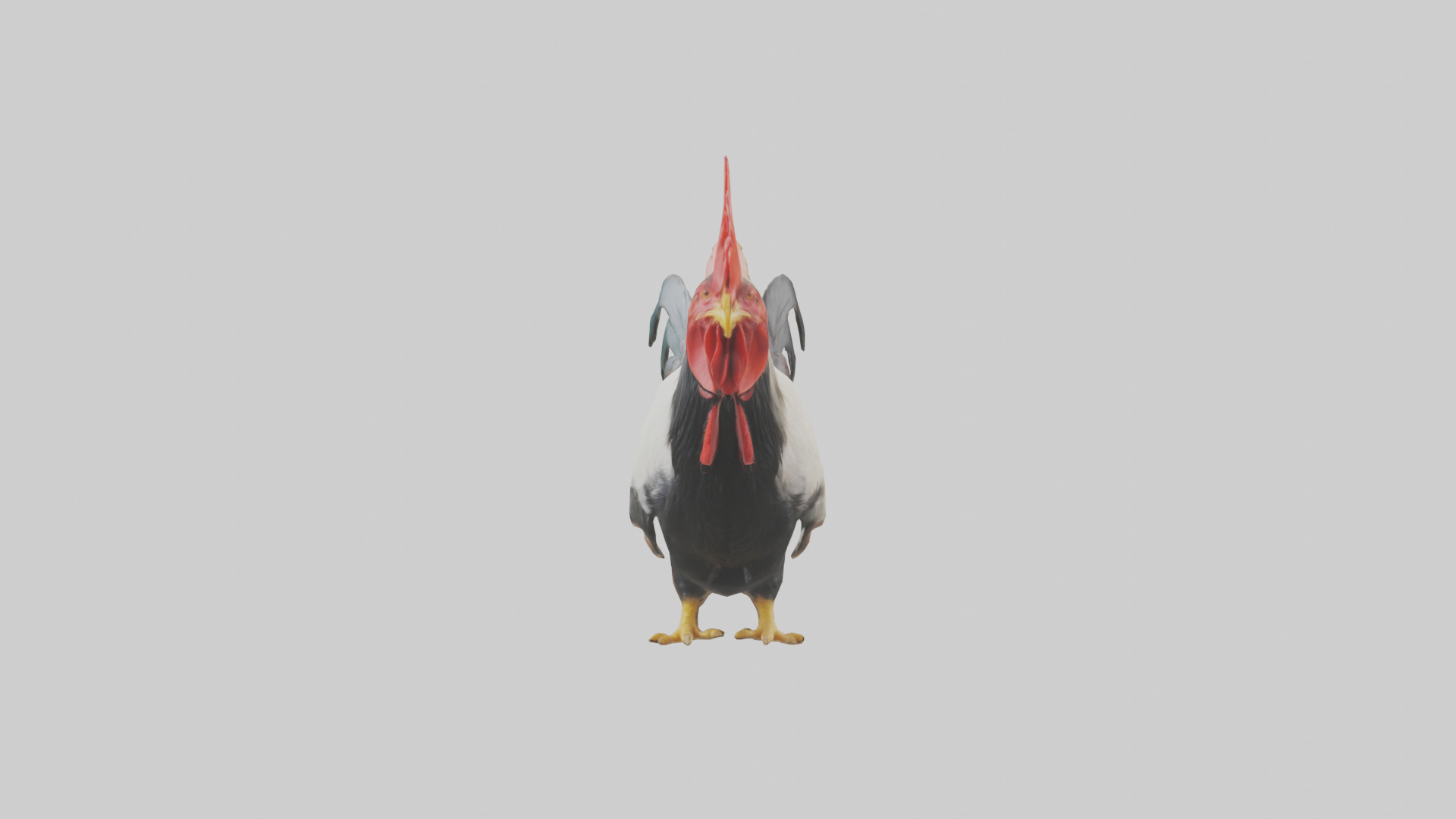 Rooster Comb Model Low-poly 3D model_9