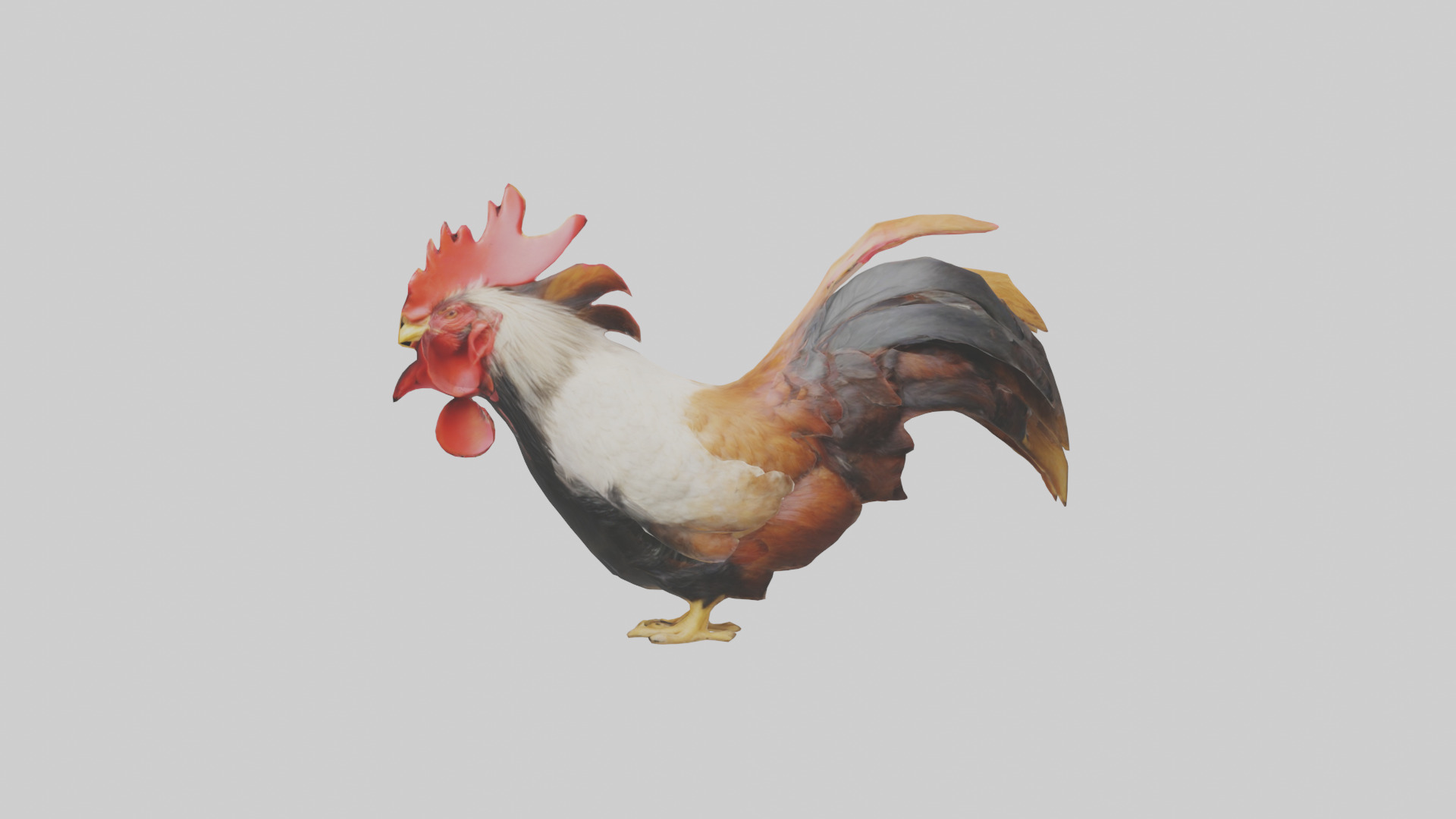 Rooster Comb Model Low-poly 3D model_12