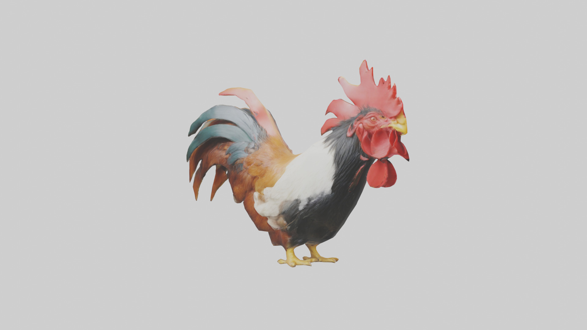 Rooster Comb Model Low-poly 3D model_11