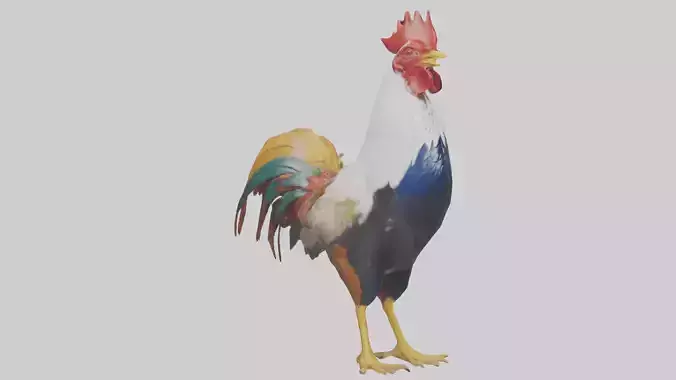 Rooster crowing model Low-poly 3D model