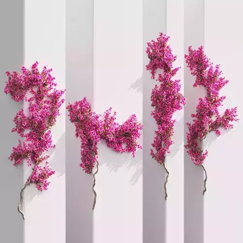Bougainvillea for external facade corners - 4 models 3D model
