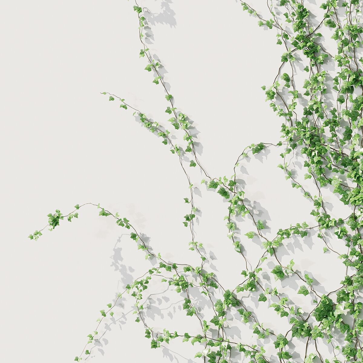 Ivy for corner wall facade - 3 models 3D model_1