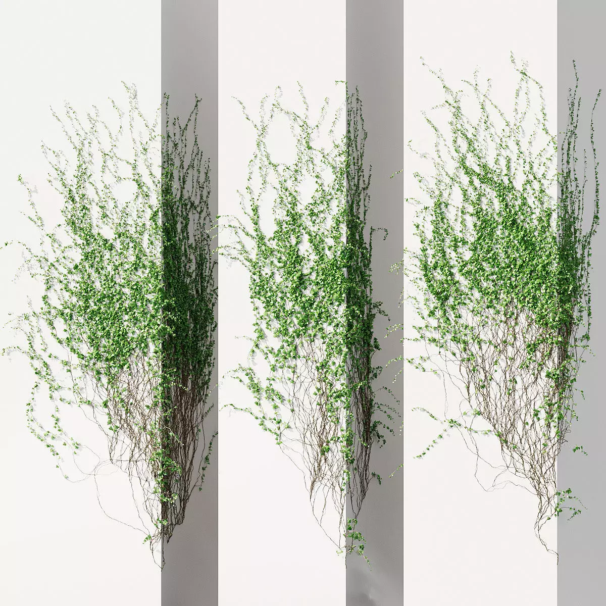 Ivy for corner wall facade - 3 models 3D model_0