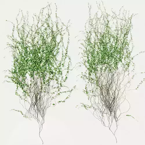 Ivy for straight walls - 2 models