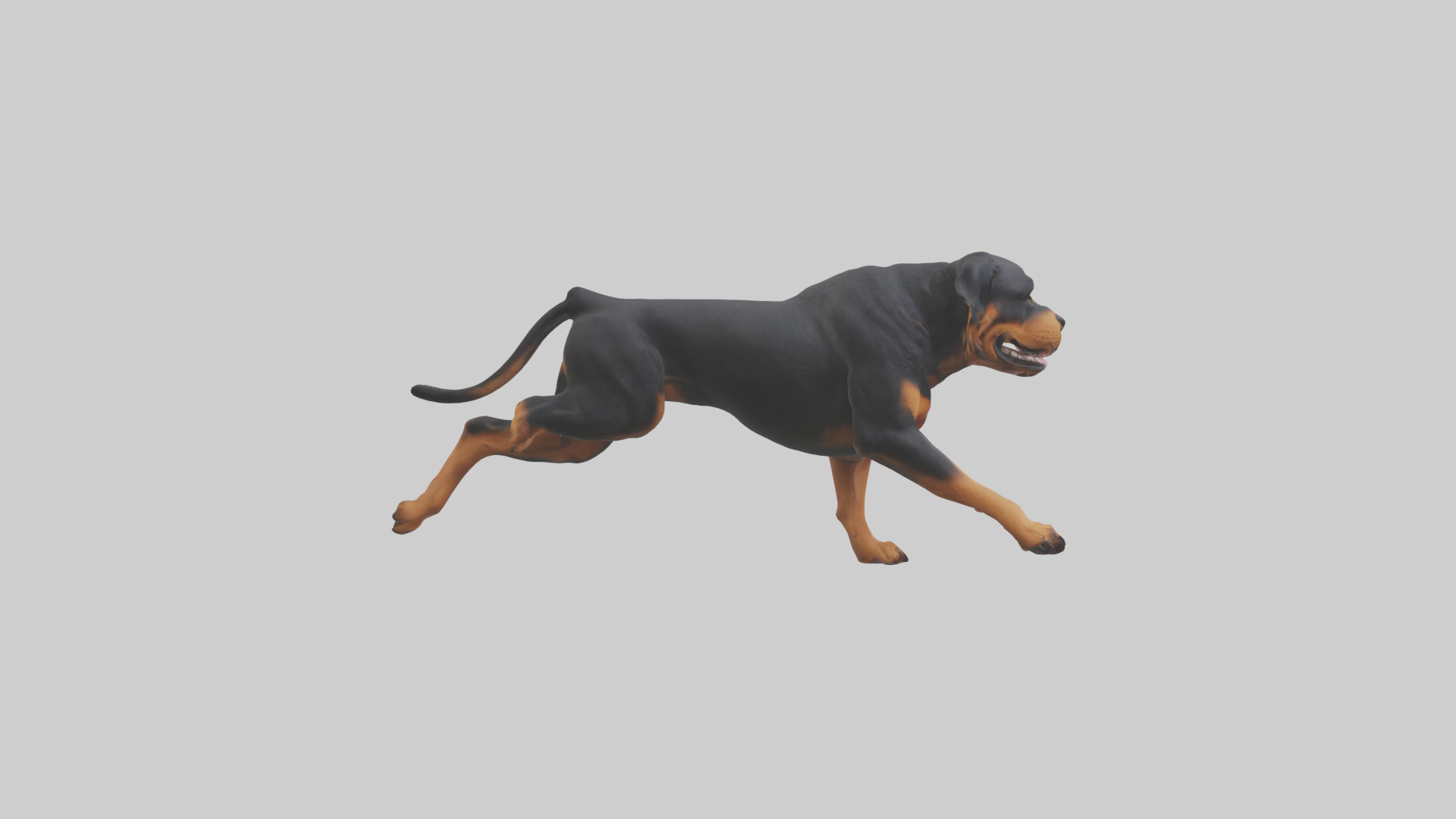 Rottweiler running model Low-poly 3D model_1