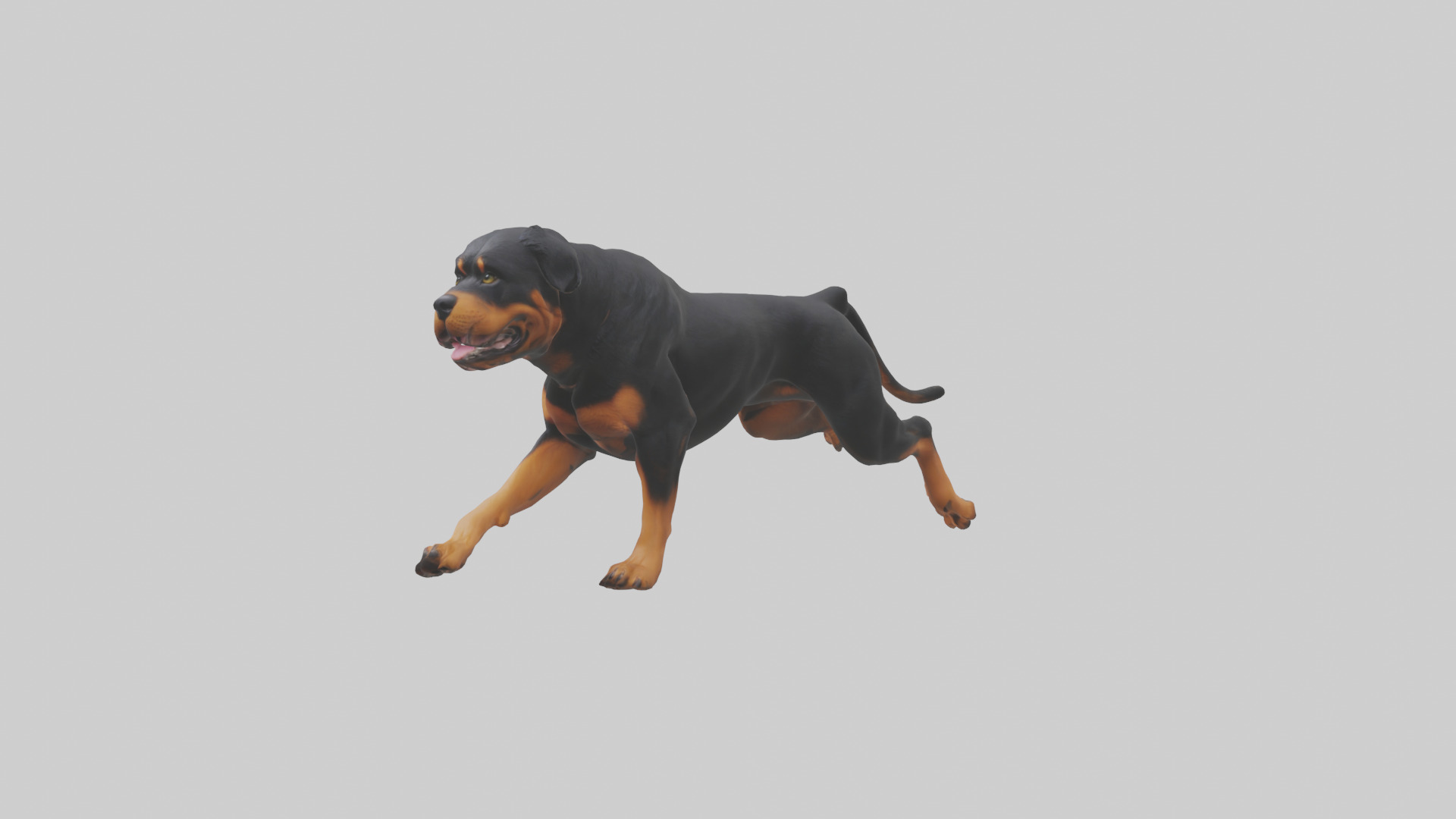 Rottweiler running model Low-poly 3D model_11