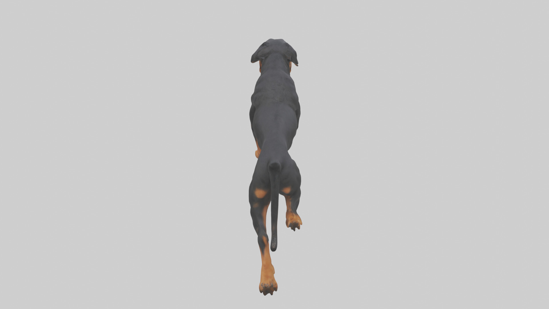 Rottweiler running model Low-poly 3D model_15