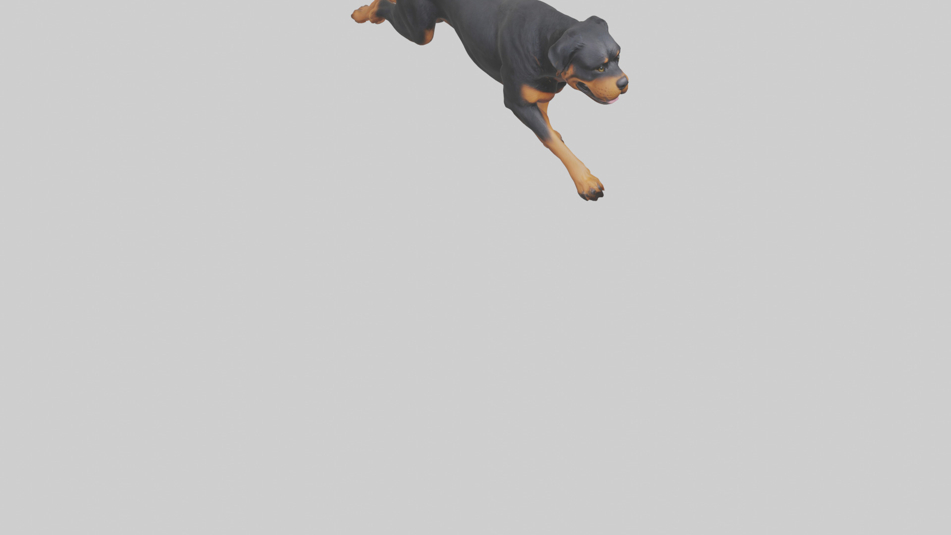 Rottweiler running model Low-poly 3D model_8