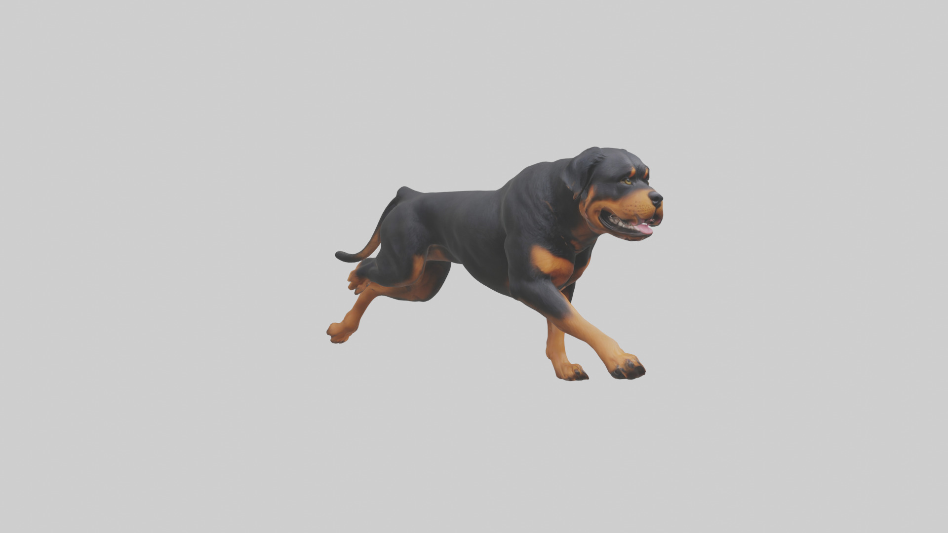 Rottweiler running model Low-poly 3D model_12