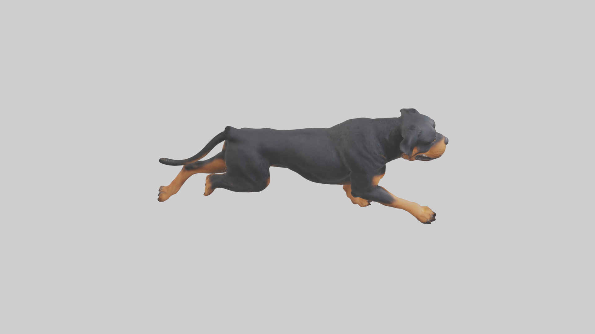 Rottweiler running model Low-poly 3D model_18