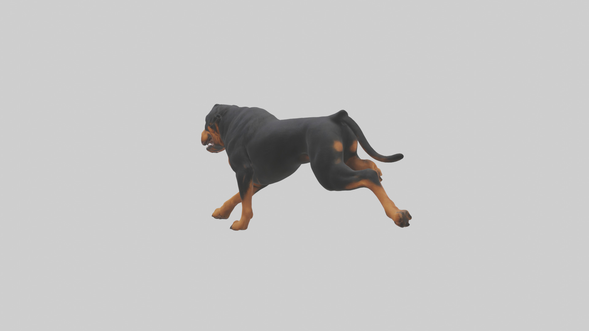 Rottweiler running model Low-poly 3D model_3