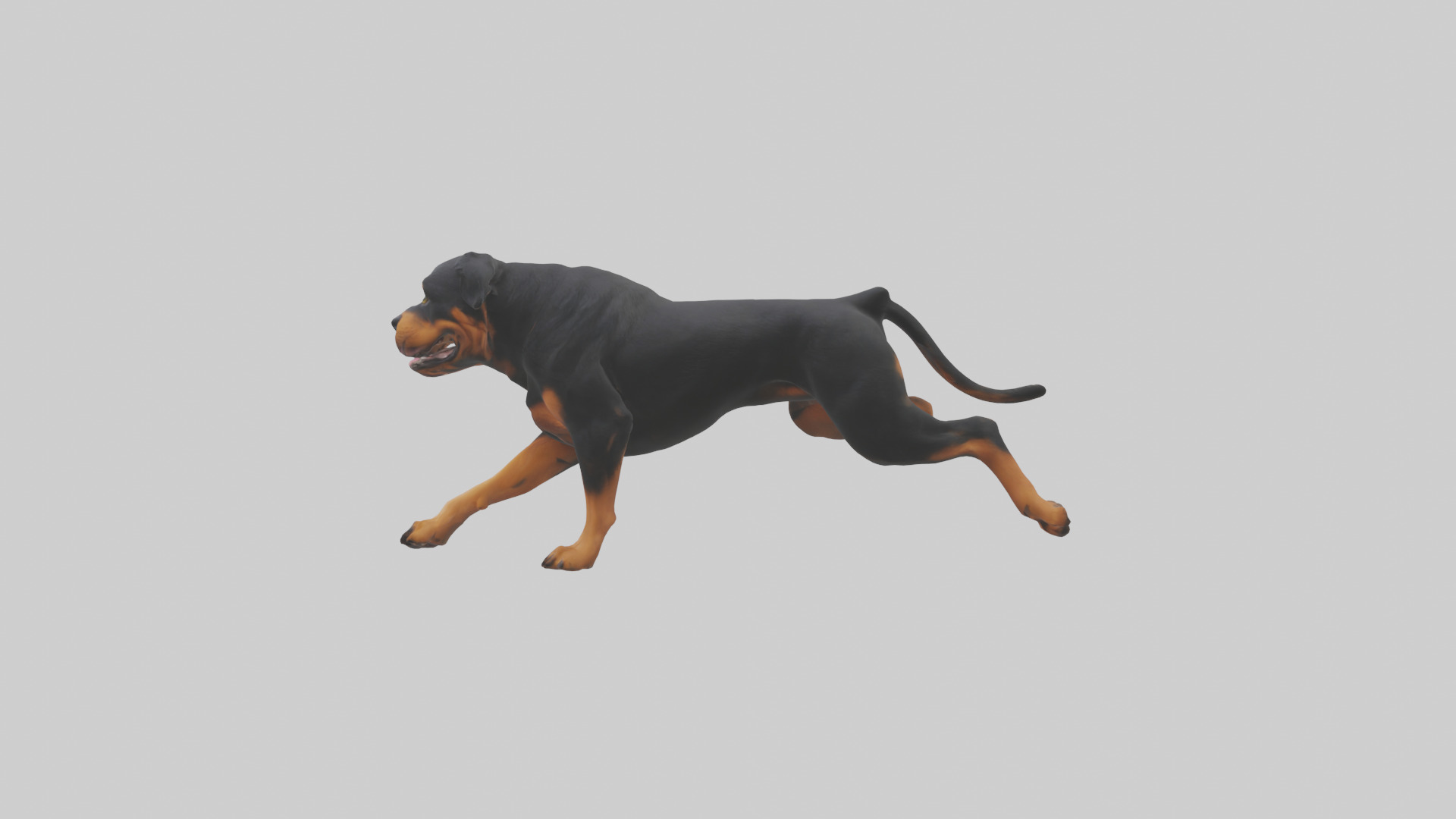 Rottweiler running model Low-poly 3D model_13
