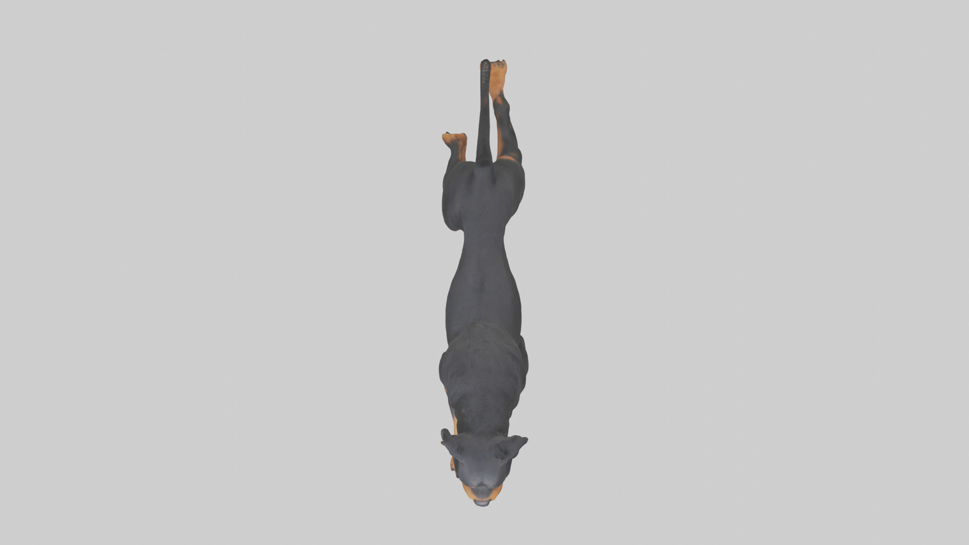 Rottweiler running model Low-poly 3D model_14