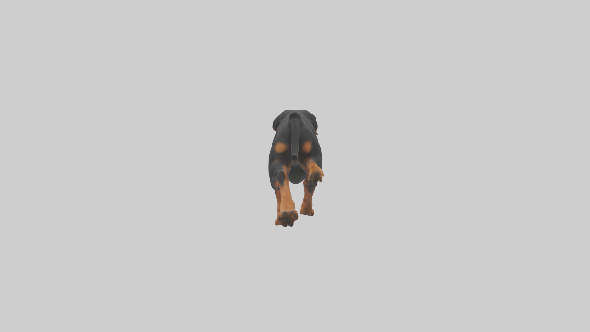 Rottweiler running model Low-poly 3D model_2