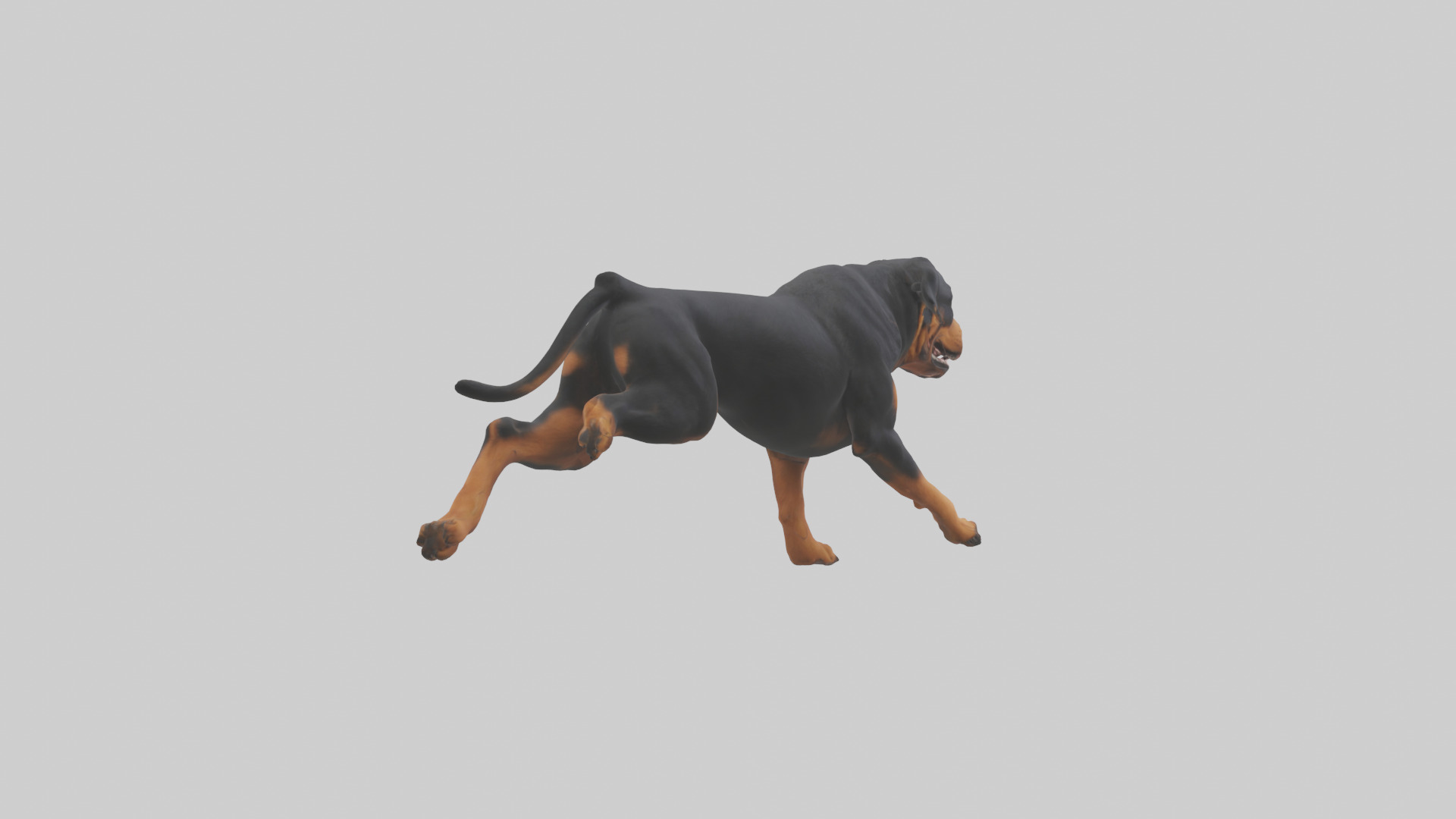 Rottweiler running model Low-poly 3D model_4
