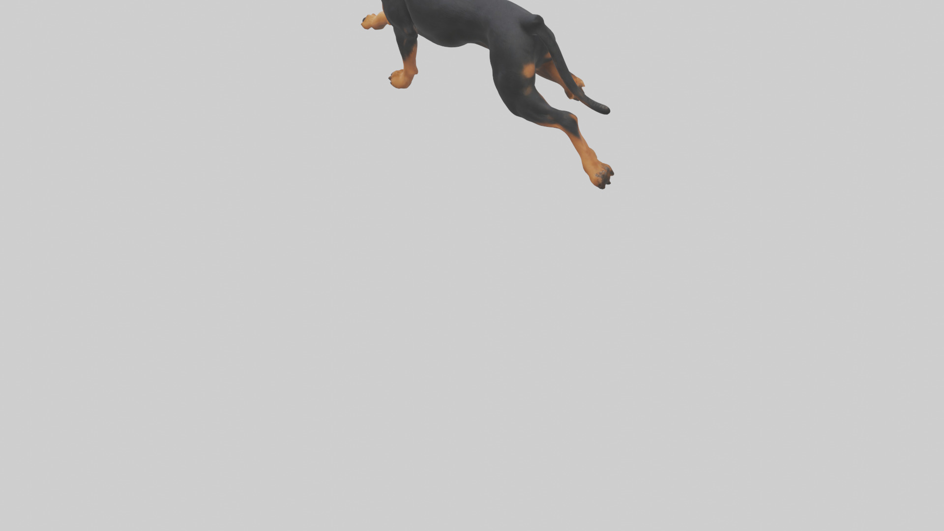 Rottweiler running model Low-poly 3D model_5