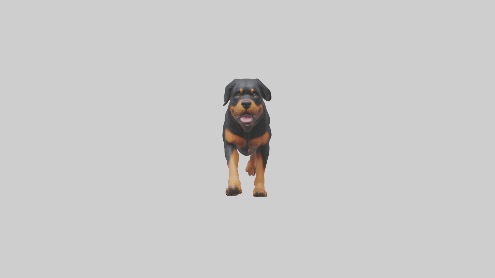 Rottweiler running model Low-poly 3D model_10