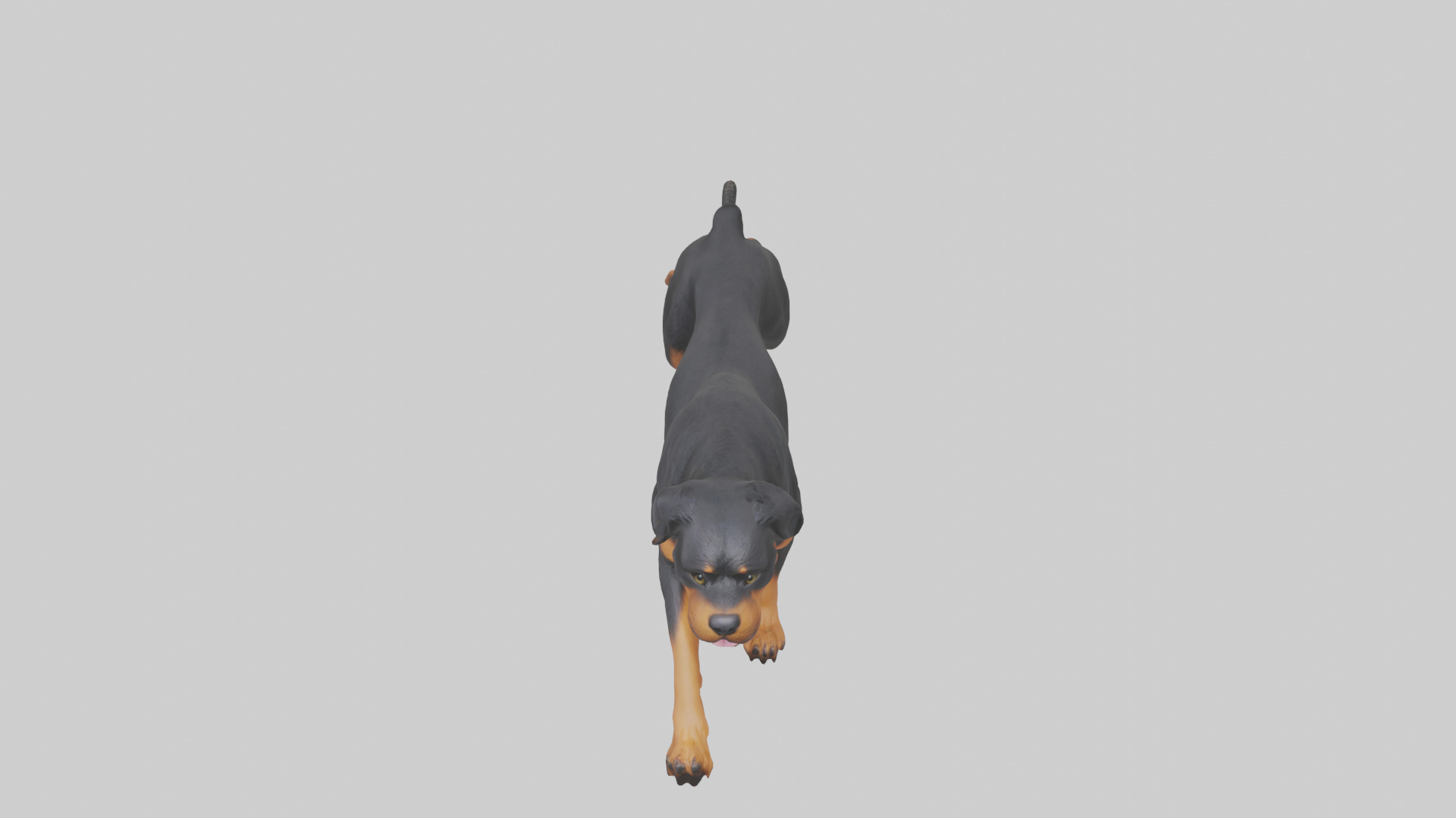 Rottweiler running model Low-poly 3D model_16