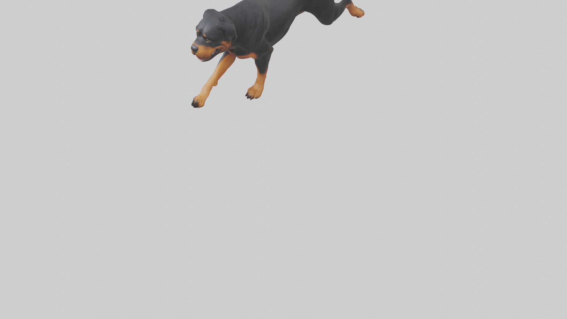 Rottweiler running model Low-poly 3D model_7