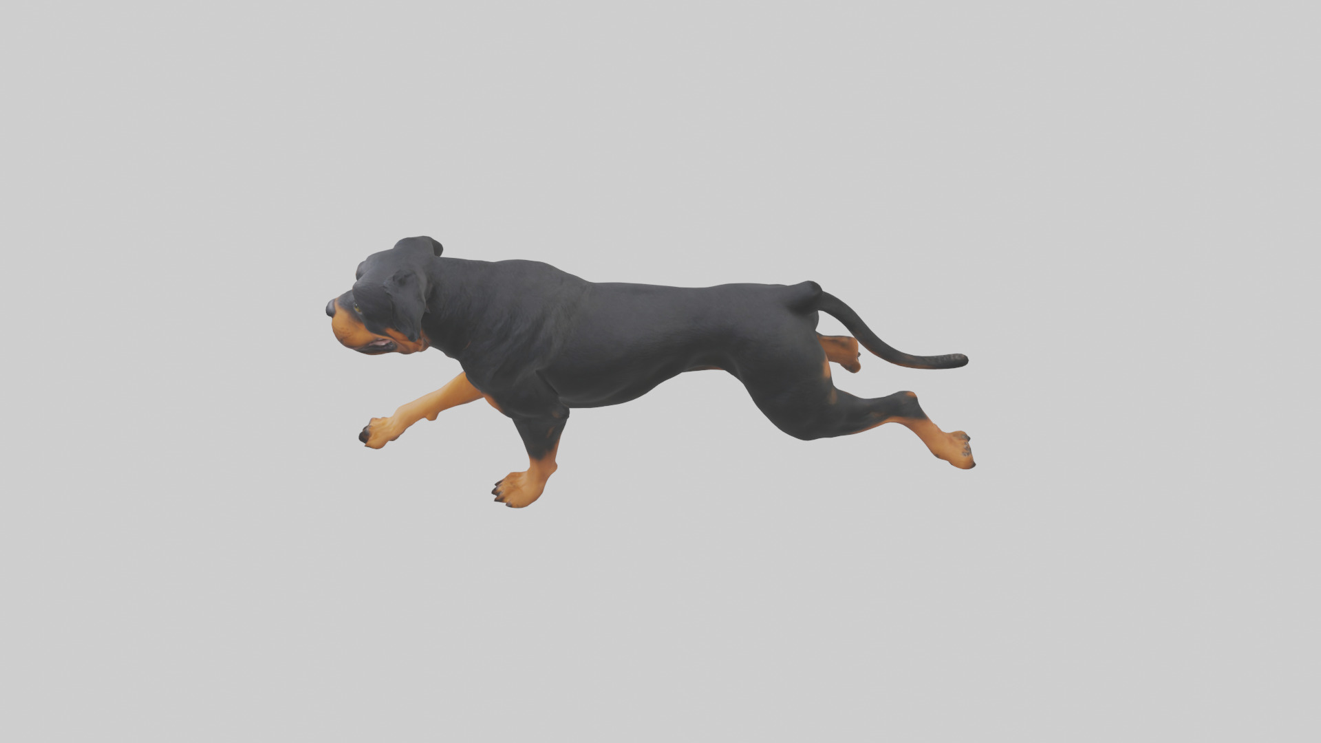 Rottweiler running model Low-poly 3D model_17