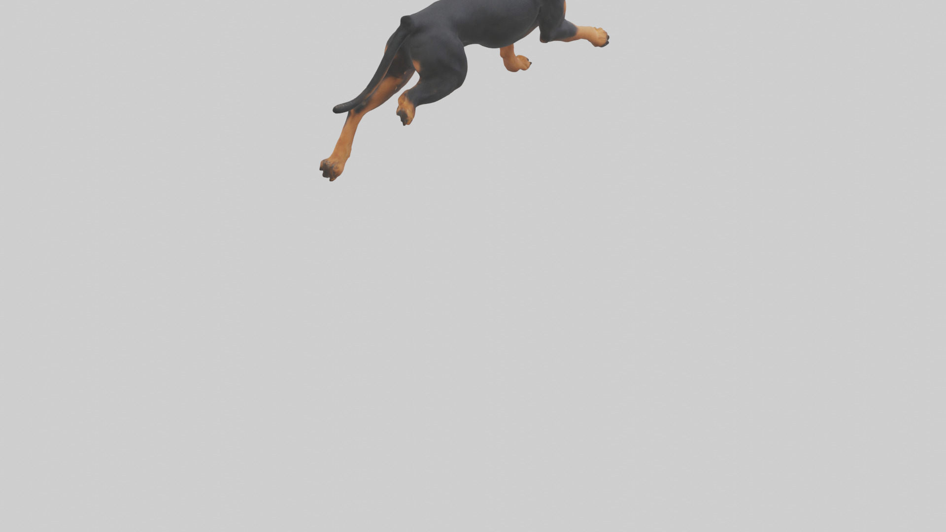Rottweiler running model Low-poly 3D model_6