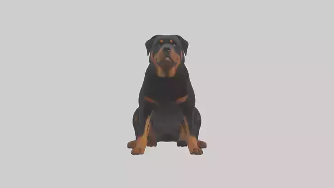 Rottweiler sitting model Low-poly 3D model