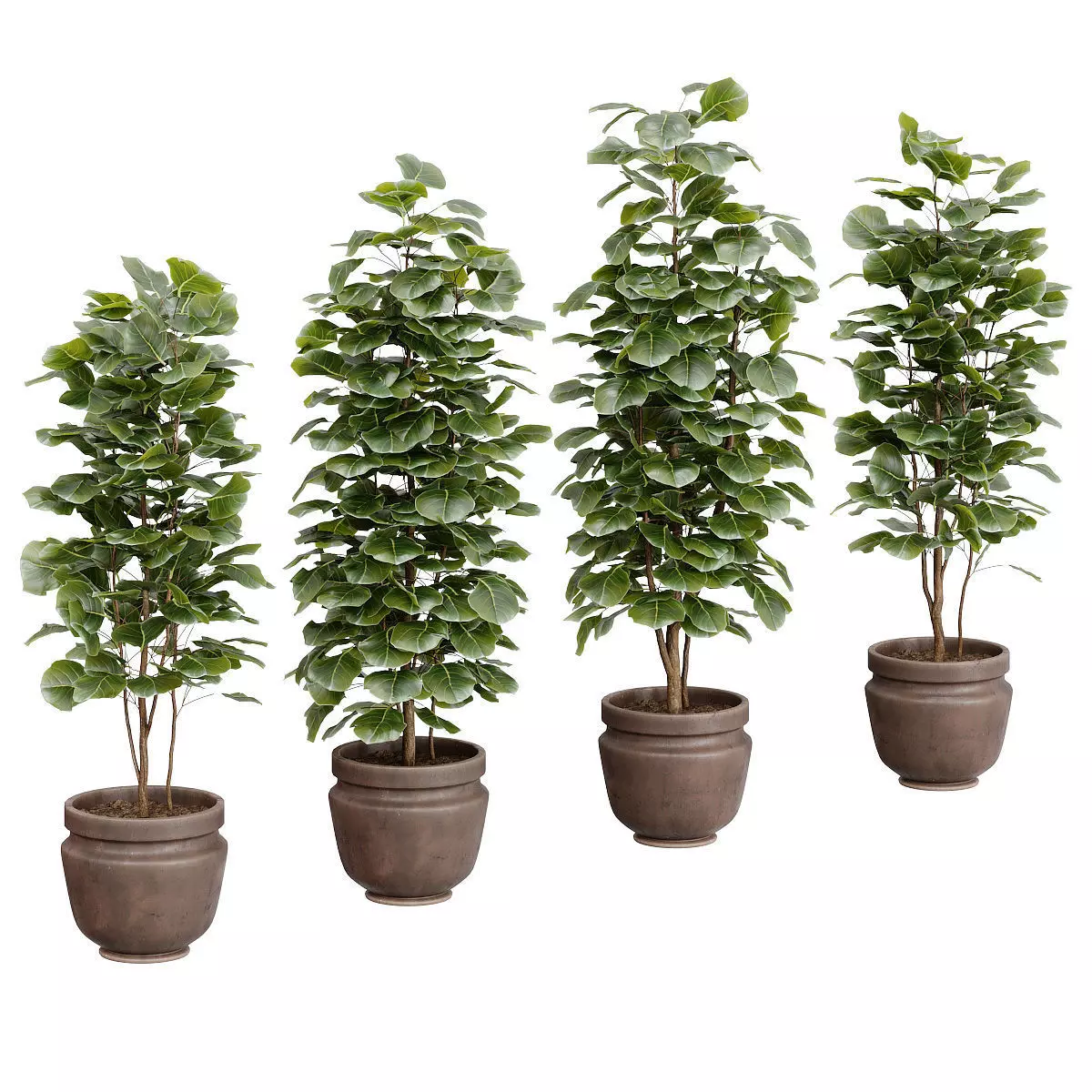 Ficus - 4 models 3D model_0
