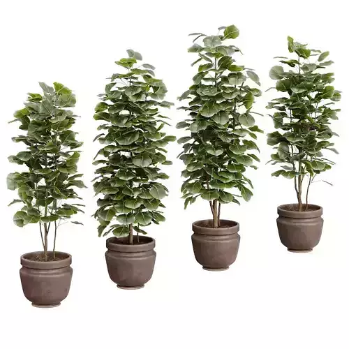 Ficus - 4 models