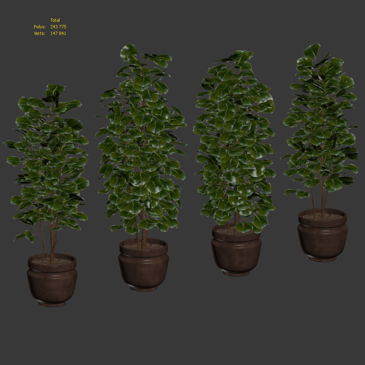 Ficus - 4 models 3D model_4