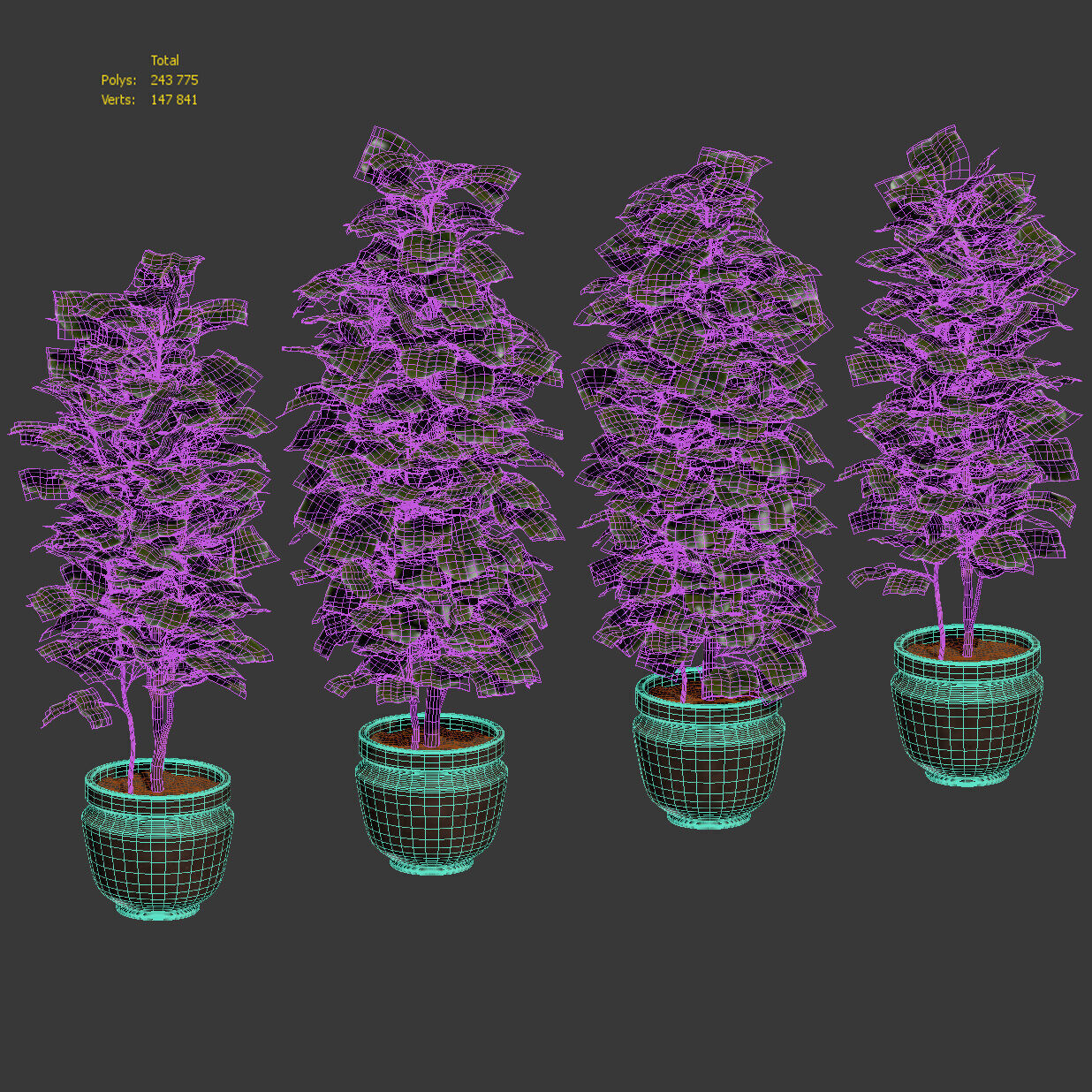 Ficus - 4 models 3D model_3