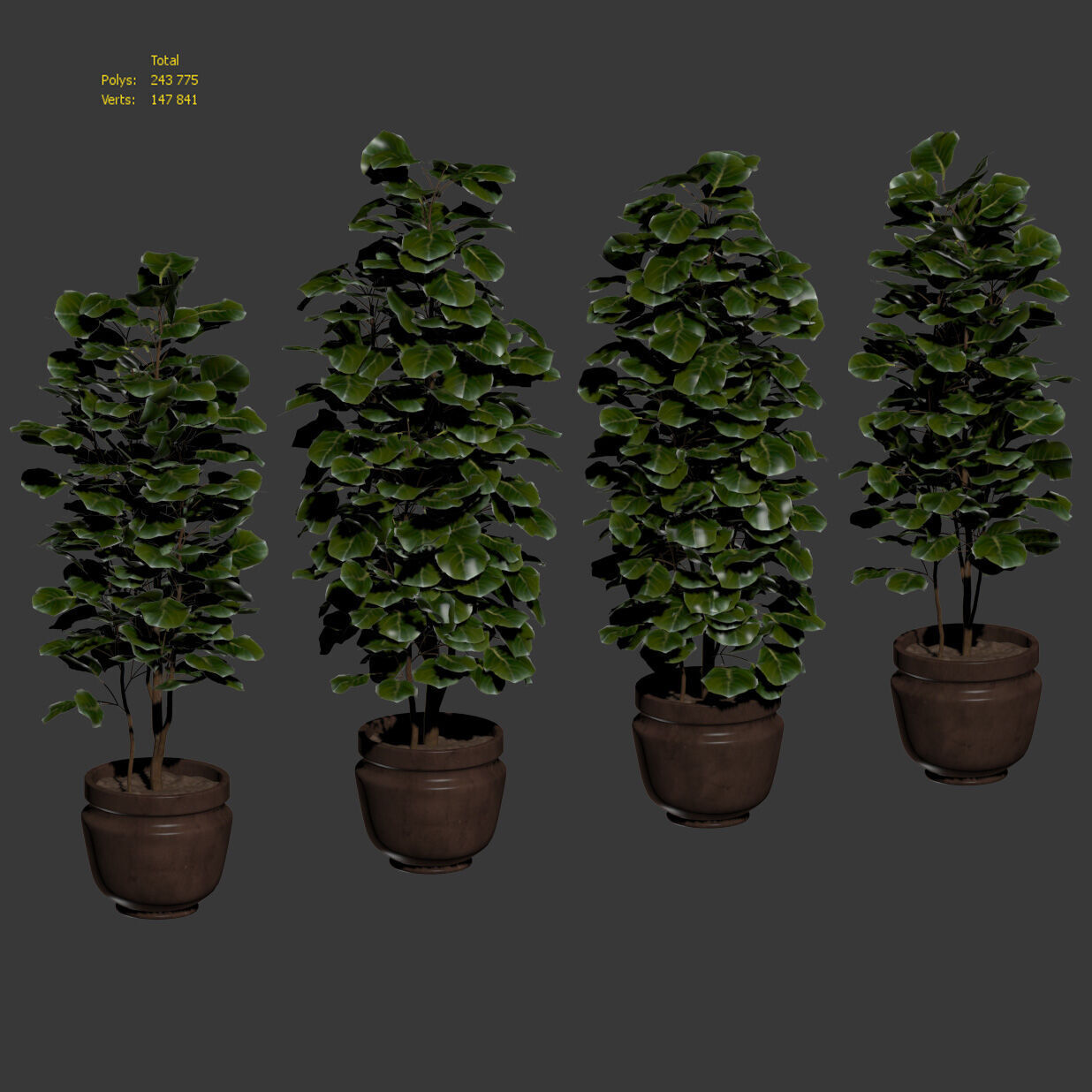 Ficus - 4 models 3D model_6