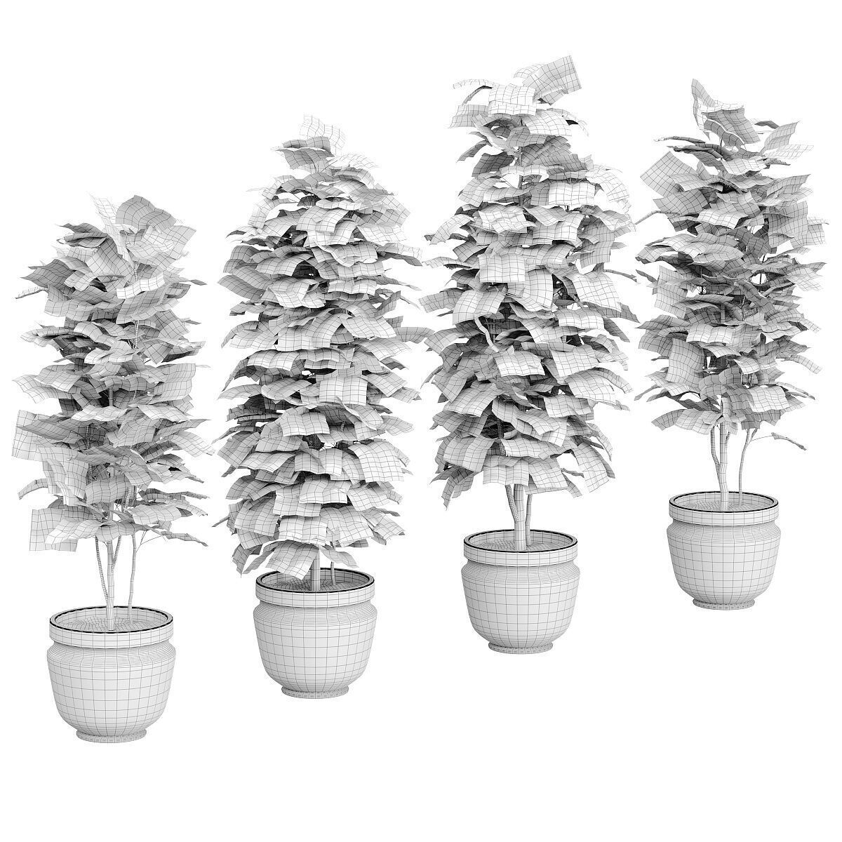 Ficus - 4 models 3D model_1
