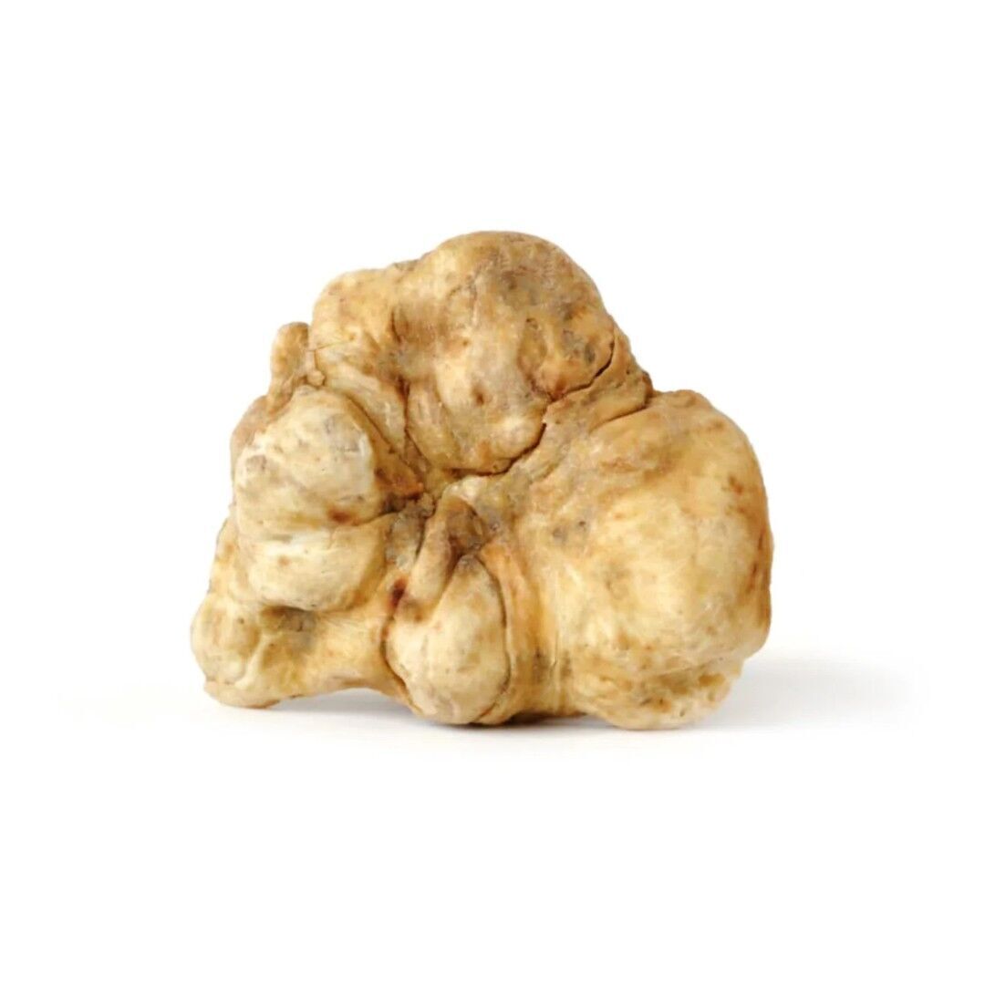 3D European White Truffle STL OBJ FBX Model for Miniatures  3D print model_2