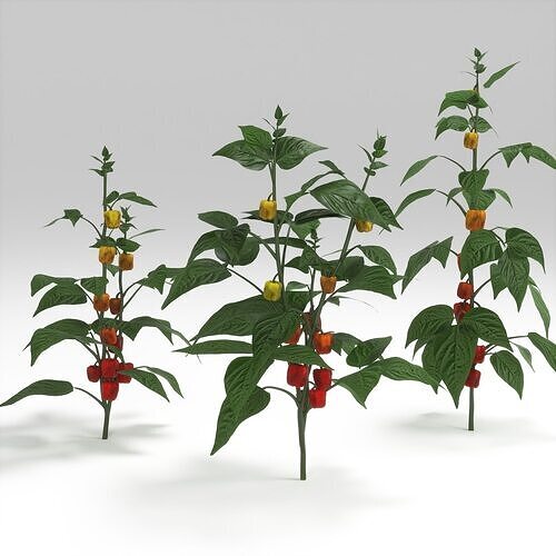 Bell pepper plant Low-poly 3D model