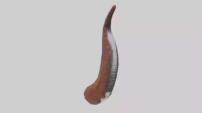 Salamander Tail Model Low-poly 3D model