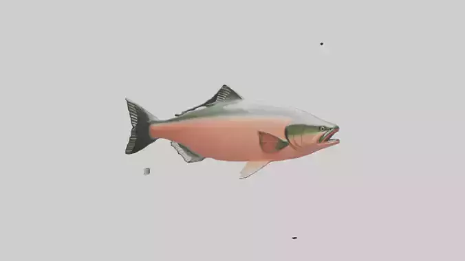 Salmon swimming upstream model