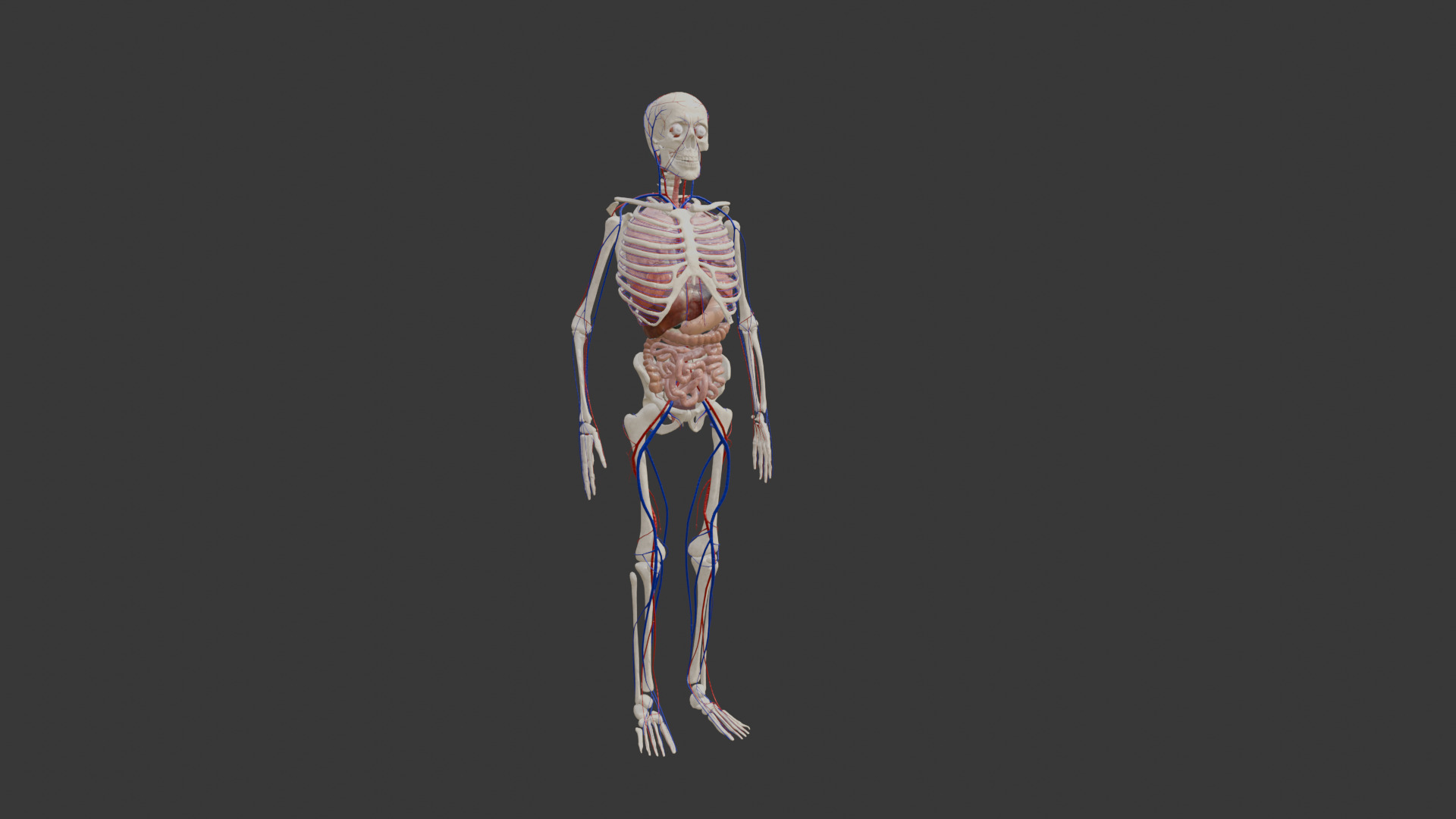 Animated Human Body Featuring the Circulatory System Low-poly 3D model_3
