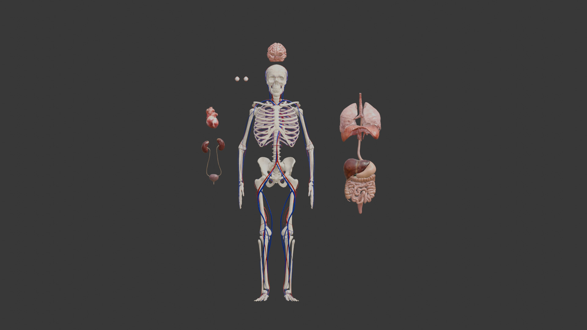 Animated Human Body Featuring the Circulatory System Low-poly 3D model_1