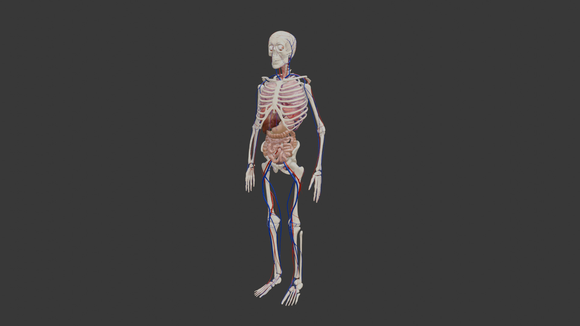 Animated Human Body Featuring the Circulatory System Low-poly 3D model_2