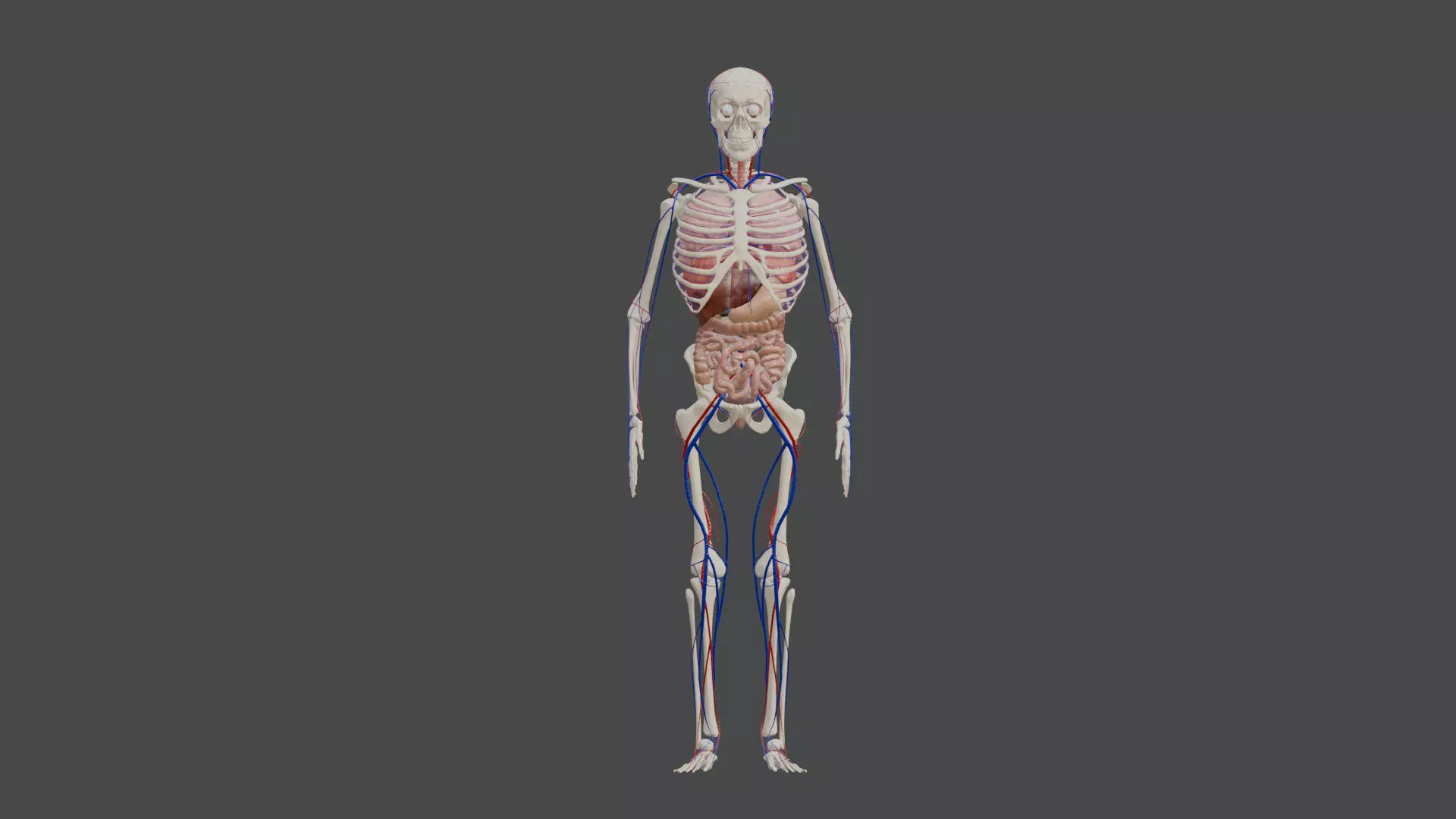 Animated Human Body Featuring the Circulatory System Low-poly 3D model_0