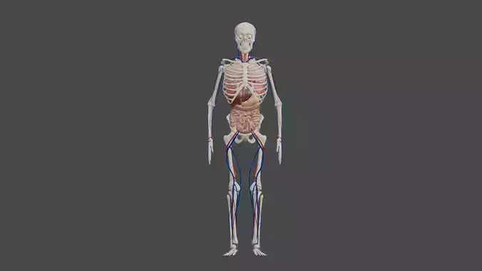 Animated Human Body Featuring the Circulatory System