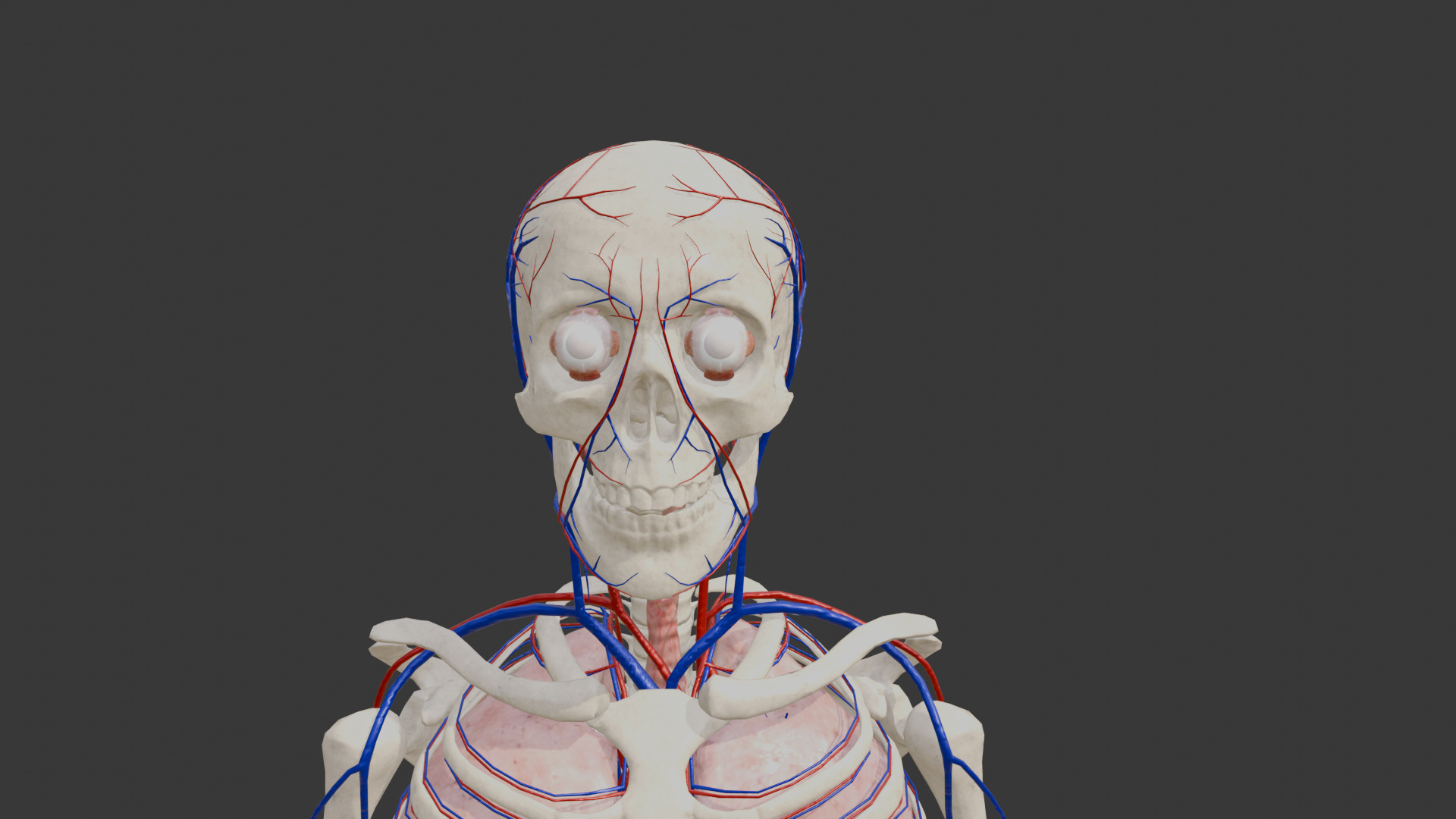 Animated Human Body Featuring the Circulatory System Low-poly 3D model_4