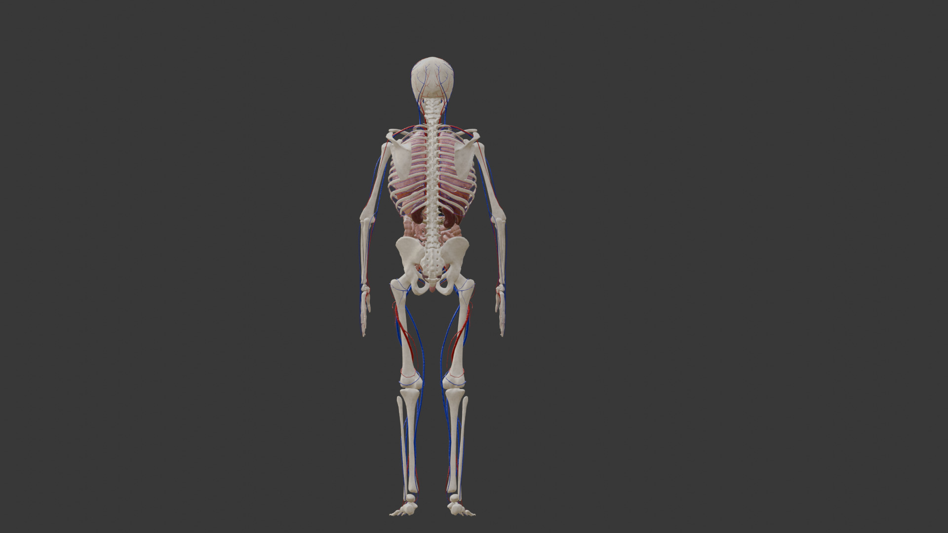 Animated Human Body Featuring the Circulatory System Low-poly 3D model_6