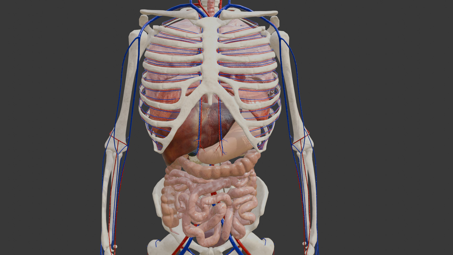 Animated Human Body Featuring the Circulatory System Low-poly 3D model_5
