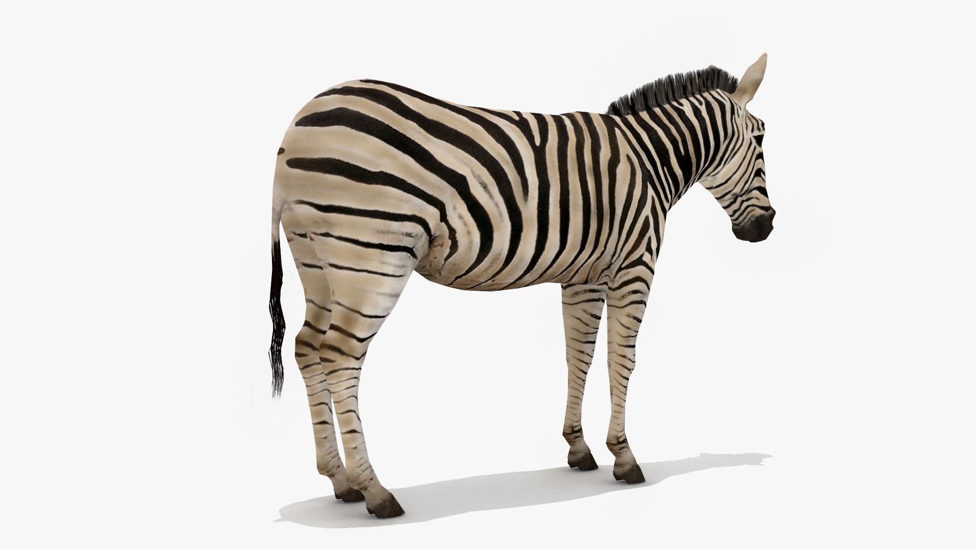 Zebra Low-poly 3D model_2