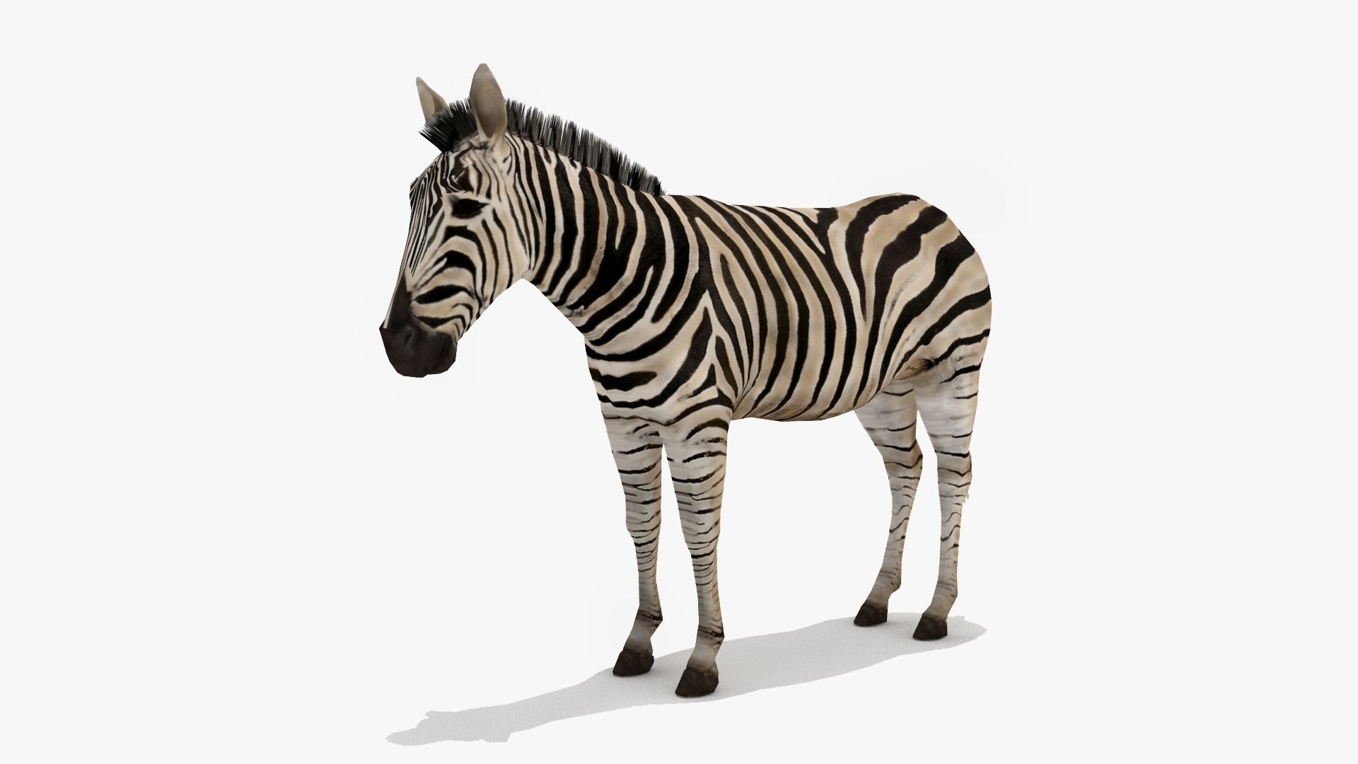Zebra Low-poly 3D model_0