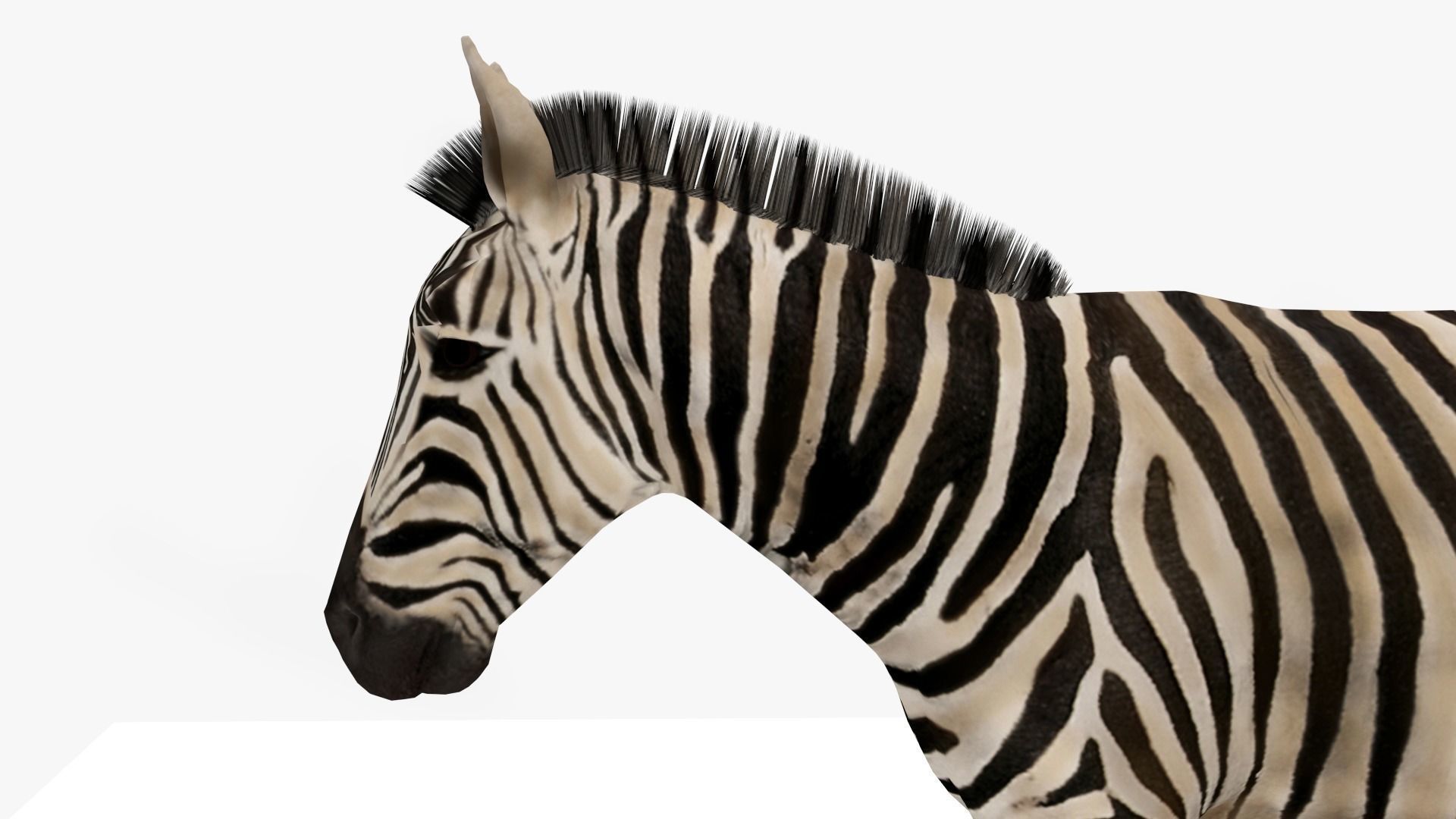 Zebra Low-poly 3D model_4