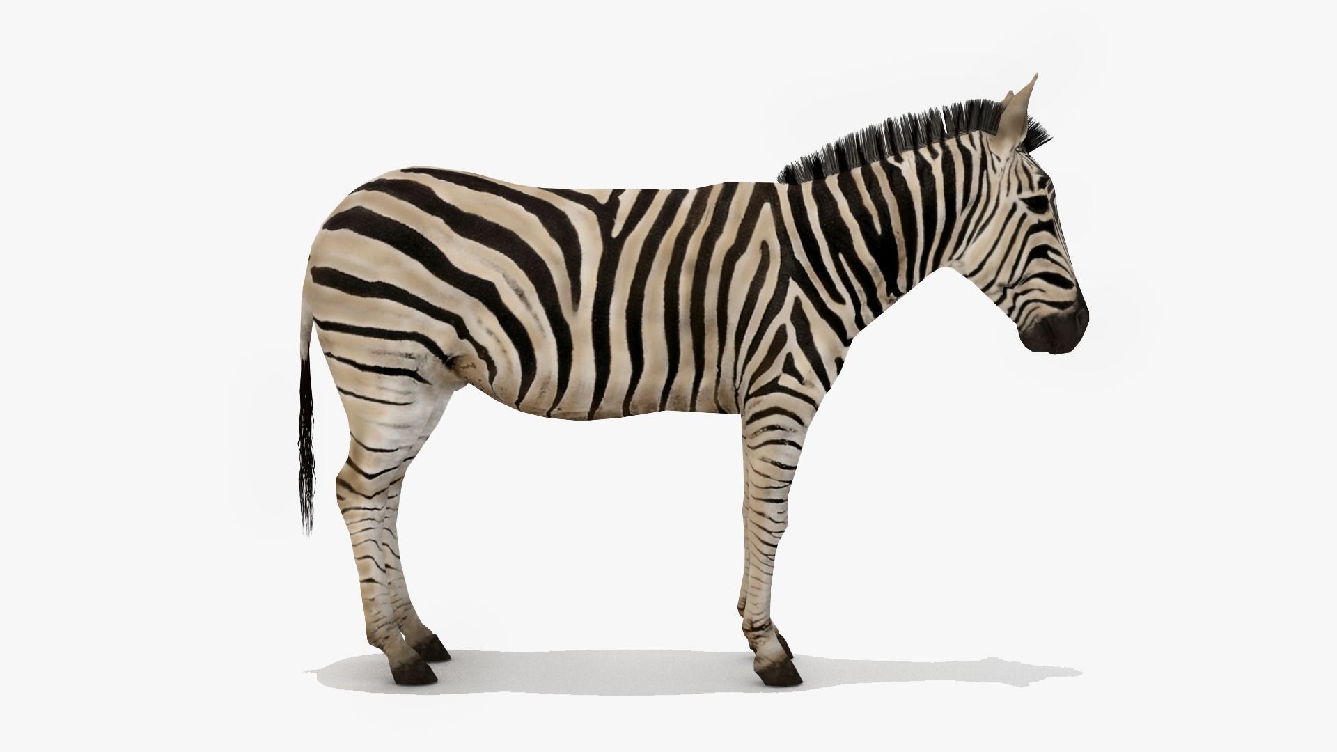 Zebra Low-poly 3D model_1
