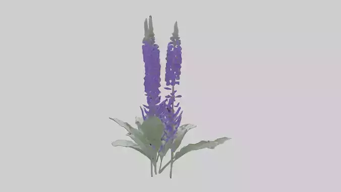 Salvia flower model Low-poly 3D model